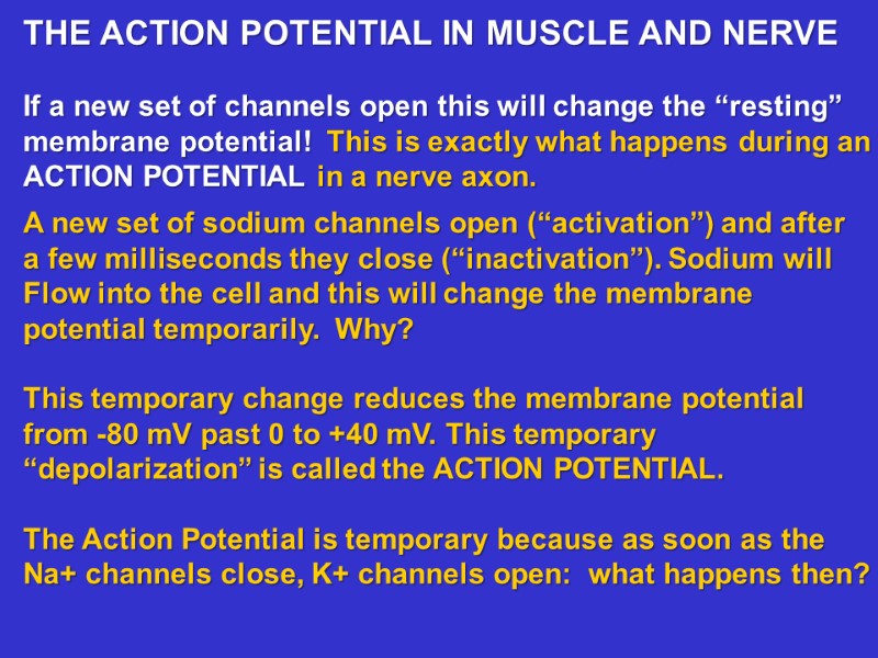 THE ACTION POTENTIAL IN MUSCLE AND NERVE  If a new set of channels